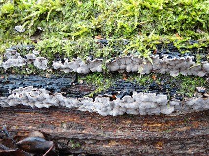 Xylobolus frustulatus AMF 20191115-03