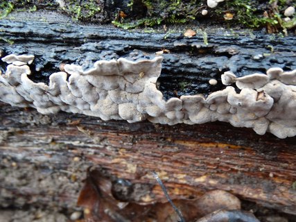 Xylobolus frustulatus AMF 20191115-04