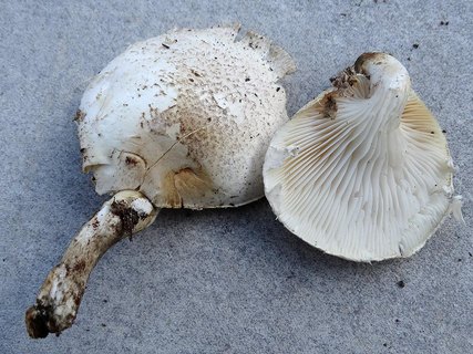 Pleurotus dryinus AMF 20210929-01