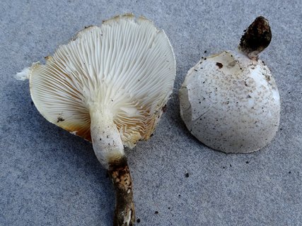 Pleurotus dryinus AMF 20210929-04