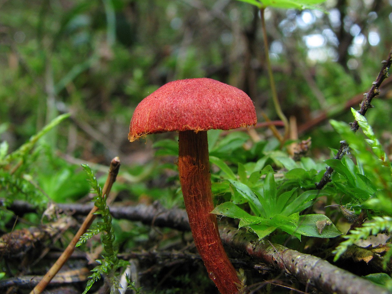 Cortinarius sanguineus