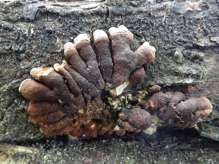 Hypocreopsis lichenoides AMF 20210614-03