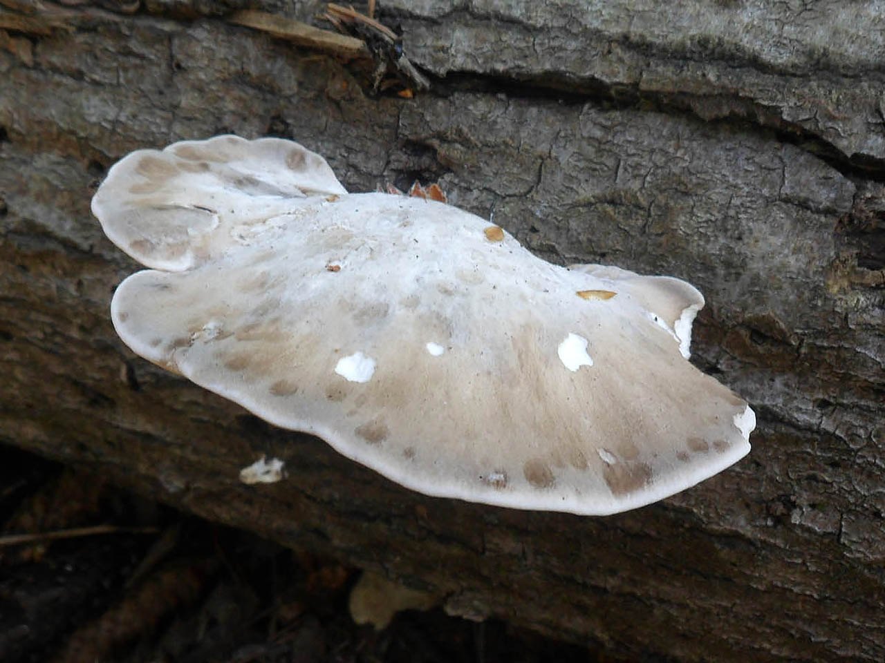 Favolus