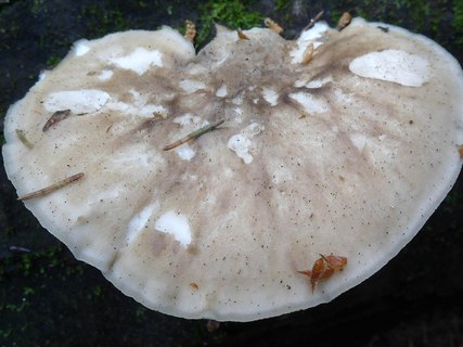 Favolus pseudobetulinus AMF 20160607-02