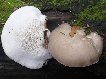 Favolus pseudobetulinus AMF 20160607-03