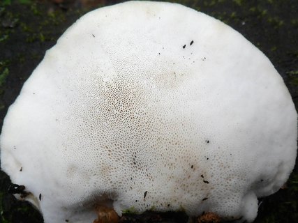 Favolus pseudobetulinus AMF 20160607-04