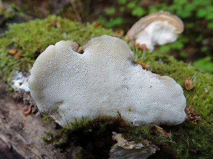 Favolus pseudobetulinus AMF 20170617-06