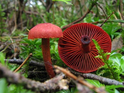 Cortinarius sanguineus