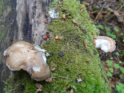 Favolus pseudobetulinus AMF 20170617-08