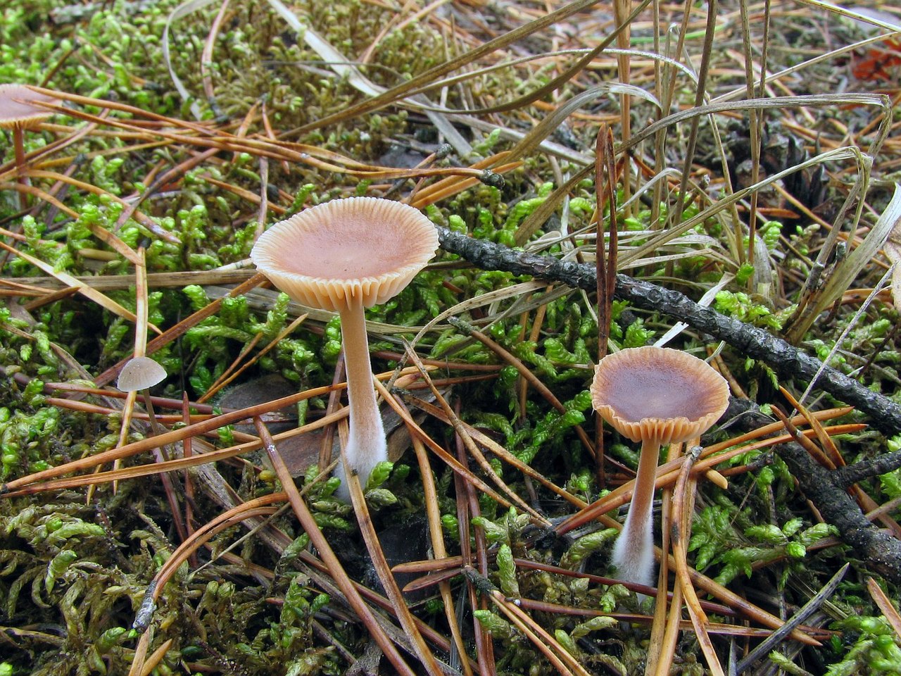 Gymnopus hybridus