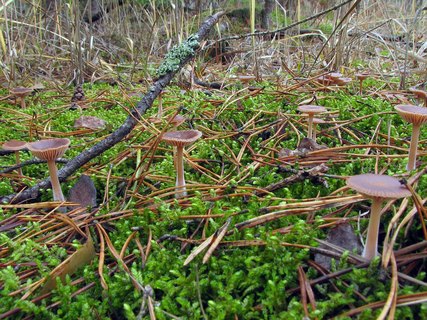 Gymnopus hybridus MVK 20071027-03