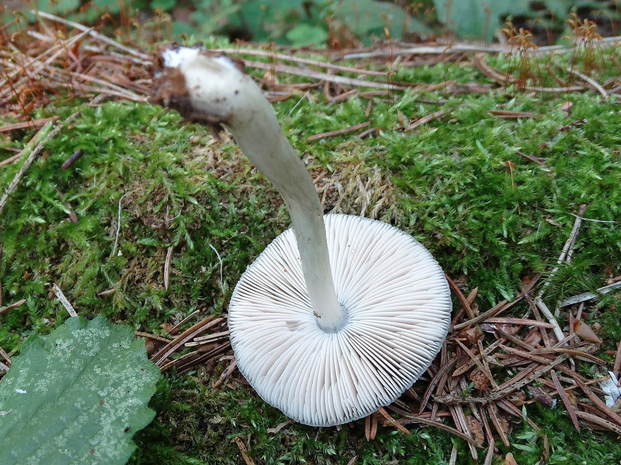 Pluteus salicinus AMF 20180713-02