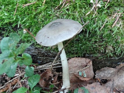 Pluteus salicinus AMF 20180713-03