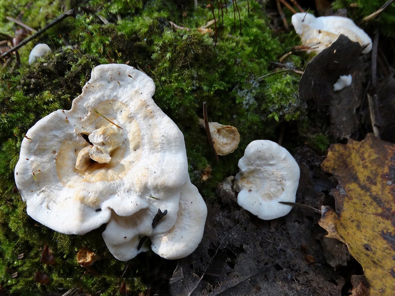 Sistotrema