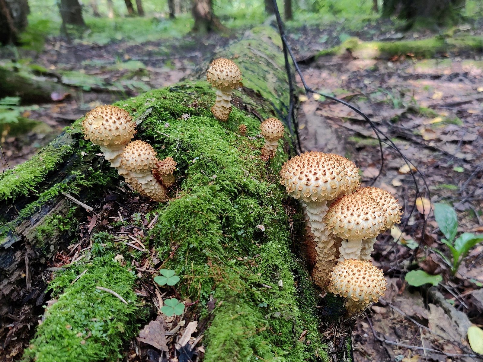Pholiota squarrosoides MVK 20210829-01