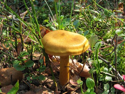 Cortinarius semisanguineus