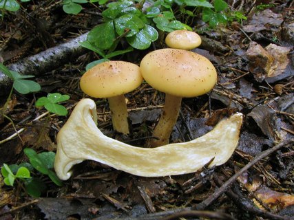 Paralepista gilva – Говорушка буро-жёлтая
