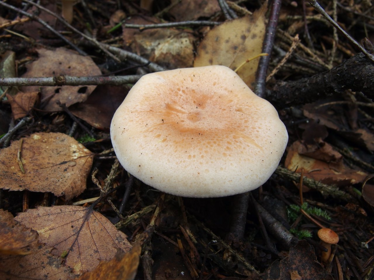 Paralepista gilva