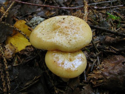 Paralepista gilva – Говорушка буро-жёлтая