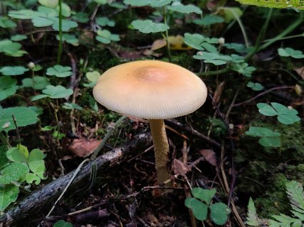 Amanita crocea – Поплавок шафрановый