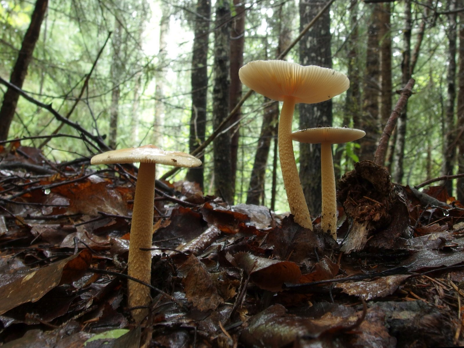 Amanita crocea – Поплавок шафрановый