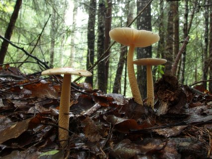 Amanita crocea – Поплавок шафрановый