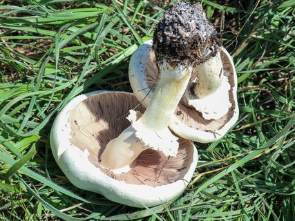 Agaricus arvensis – Шампиньон полевой