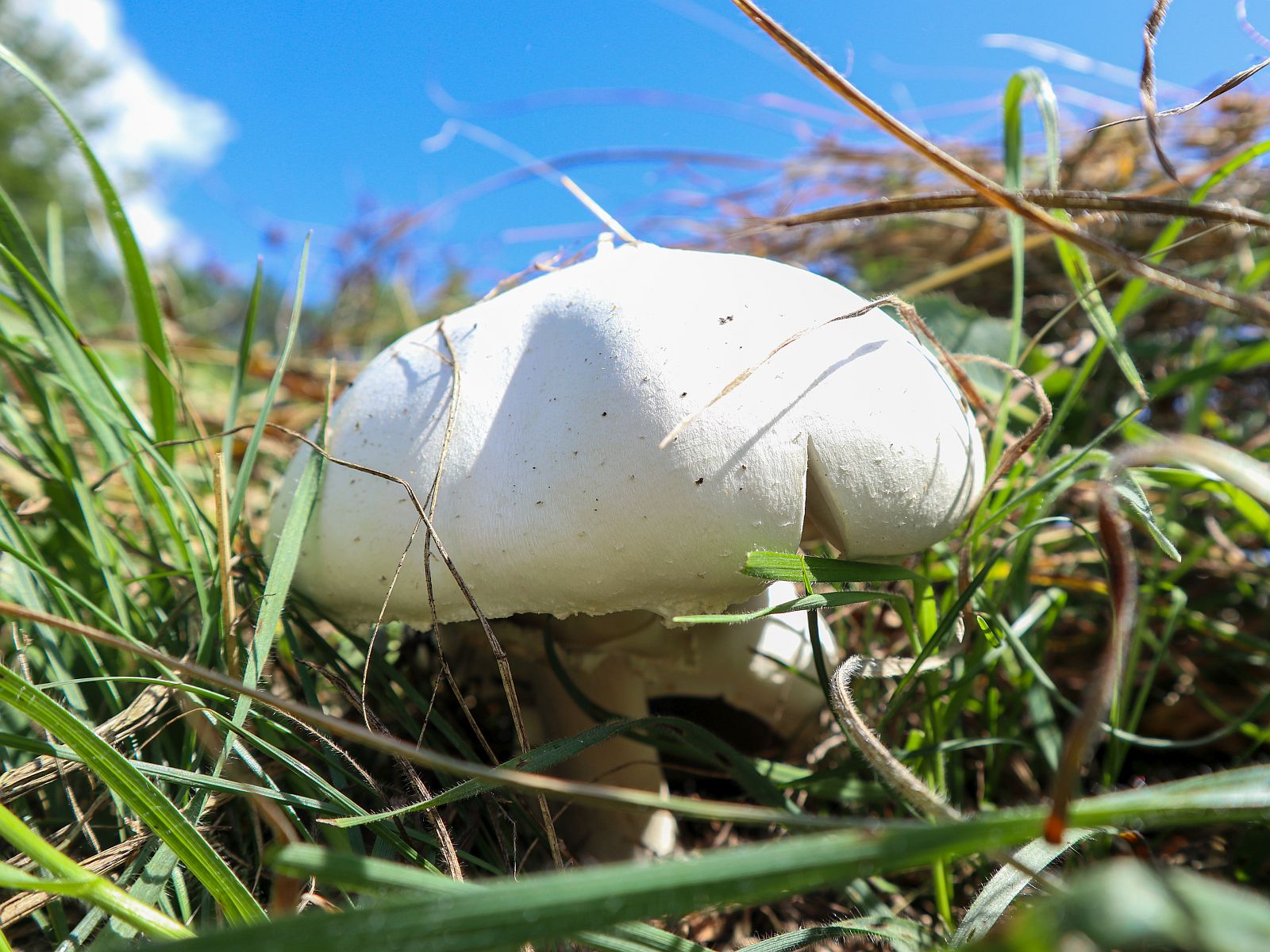 Agaricus arvensis – Шампиньон полевой