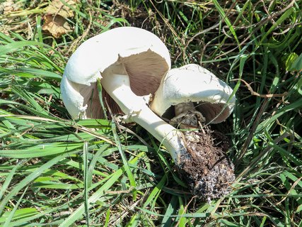 Agaricus arvensis – Шампиньон полевой
