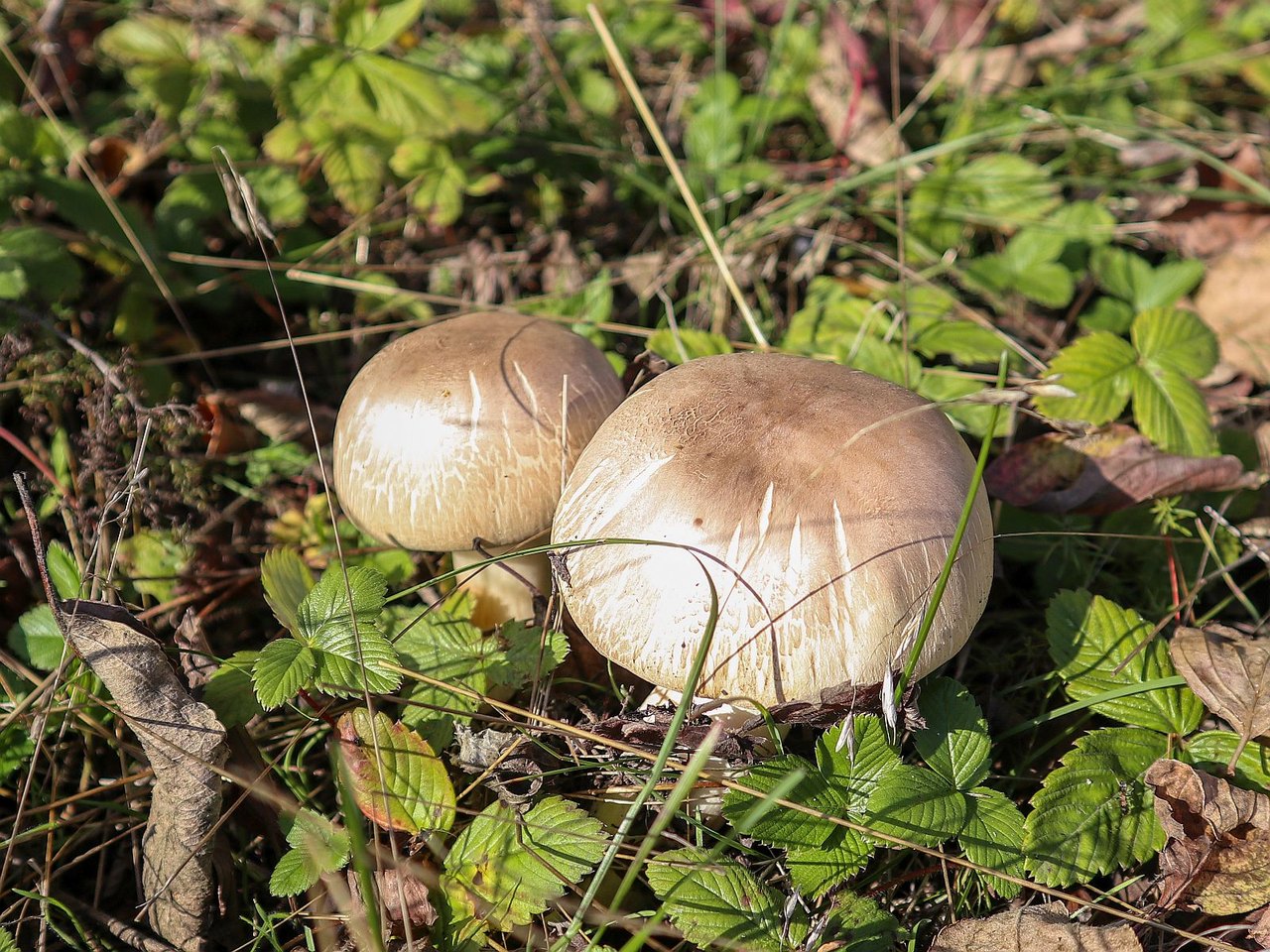 Agaricus xanthodermus