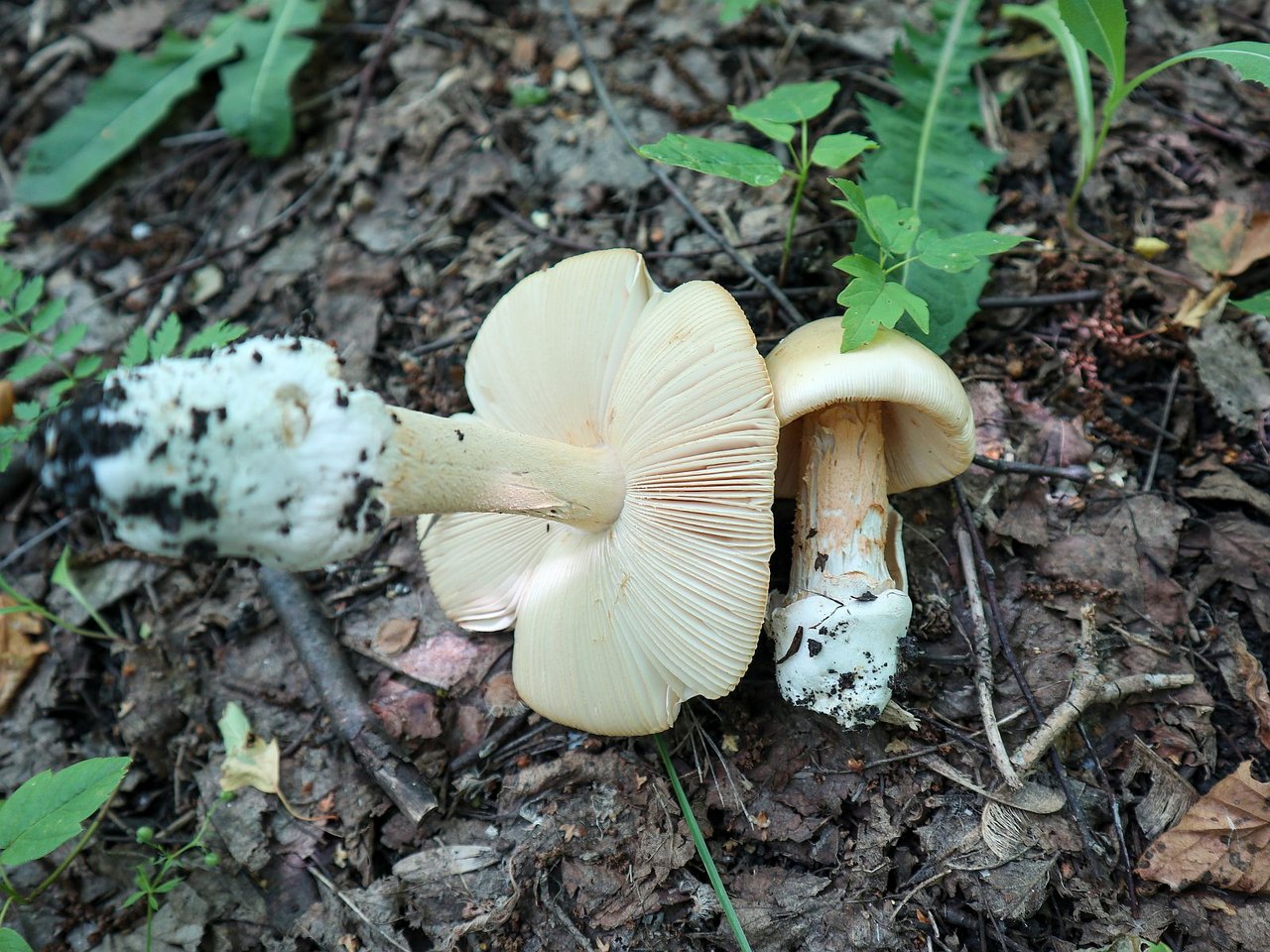 Amanita flavescens