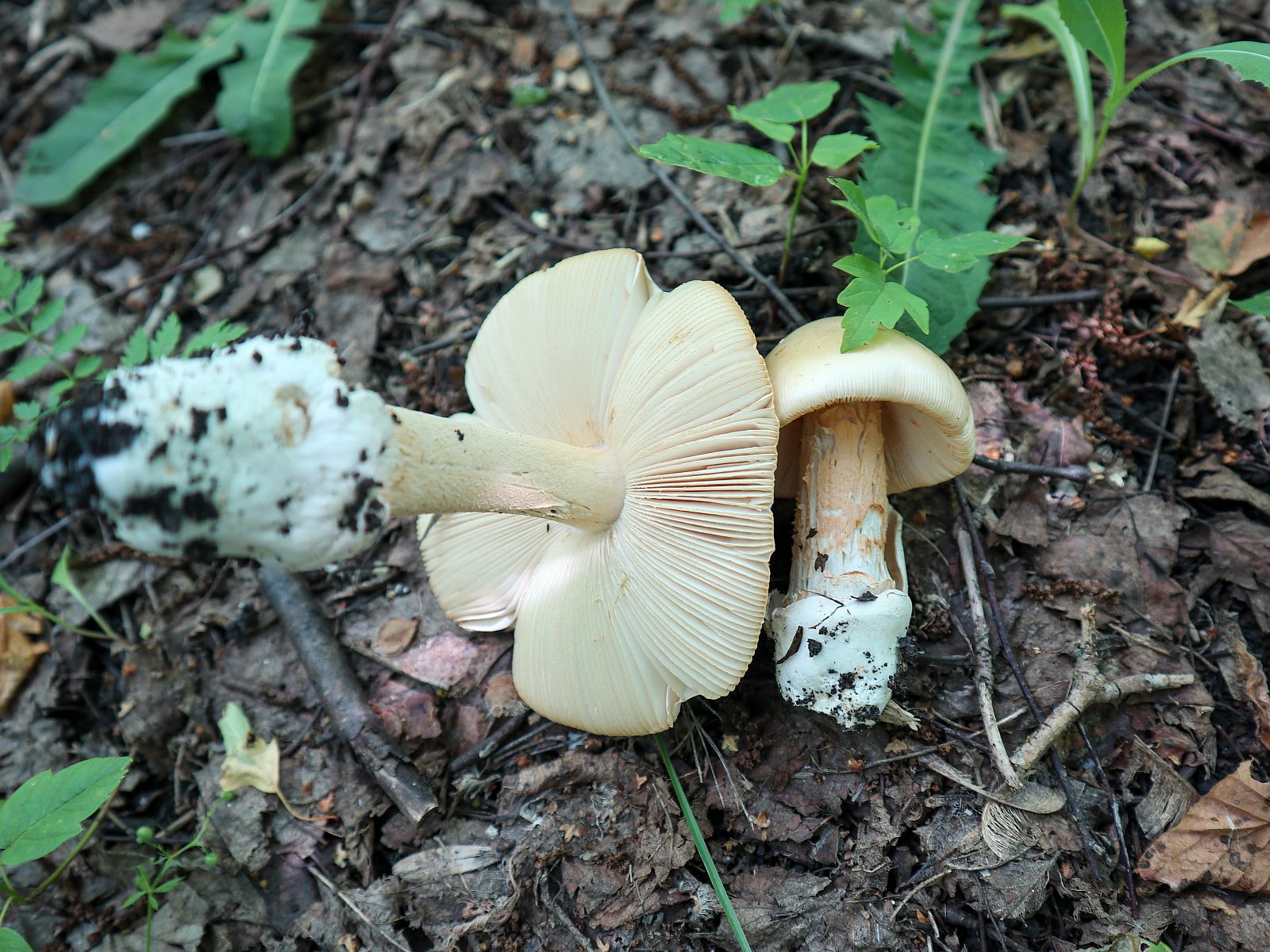 Amanita flavescens – Поплавок желтеющий