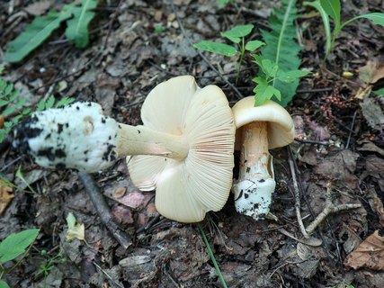 Amanita flavescens – Поплавок желтеющий
