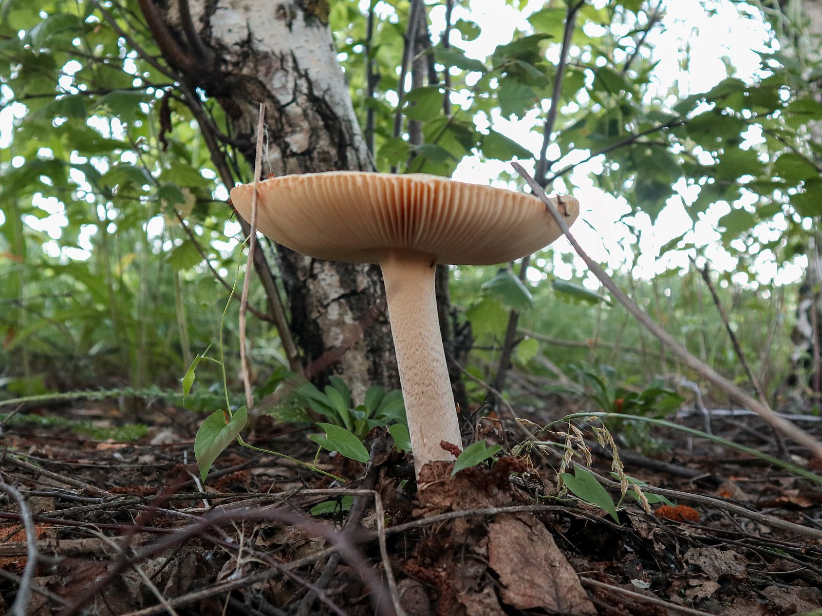 Amanita flavescens – Поплавок желтеющий