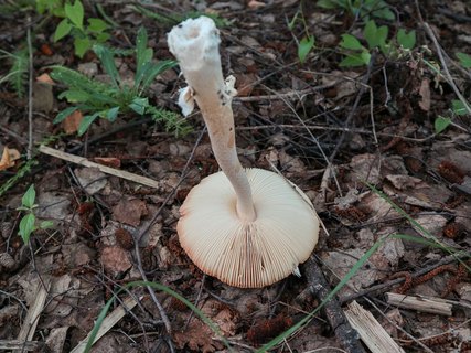 Amanita flavescens – Поплавок желтеющий