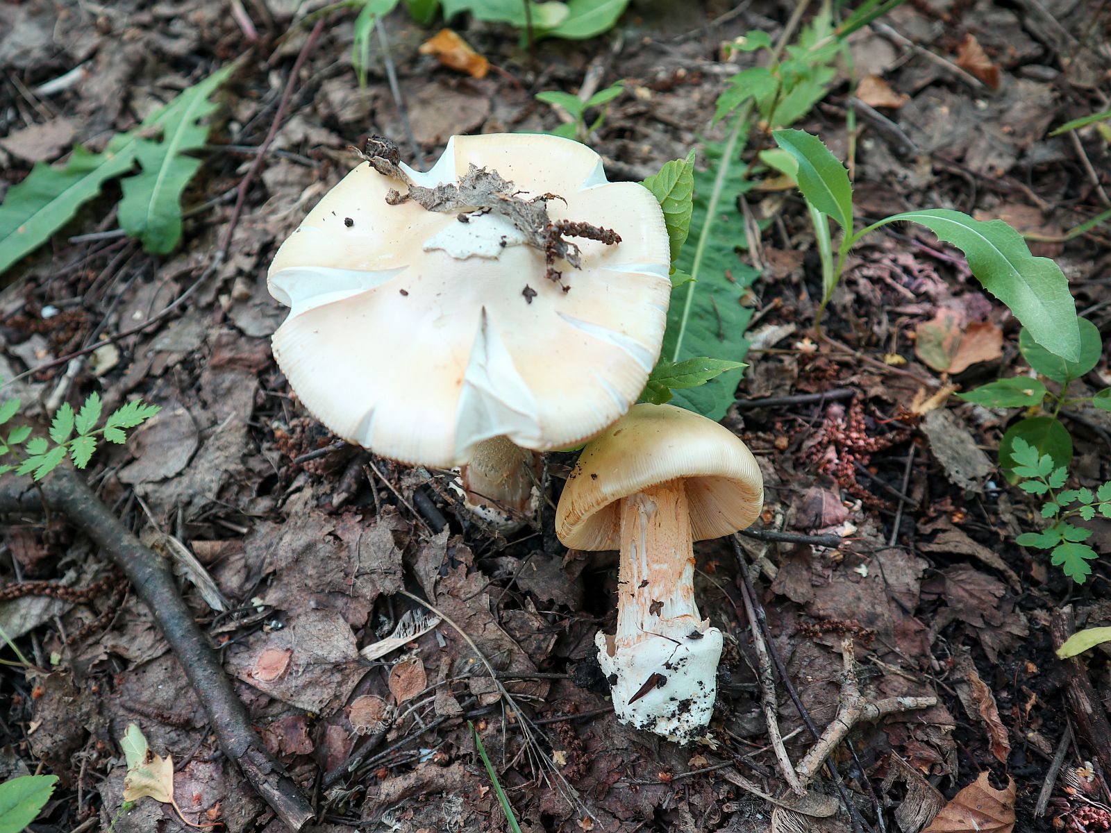 Amanita flavescens – Поплавок желтеющий