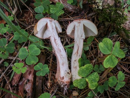 Amanita rubescens – Мухомор краснеющий (серо-розовый)
