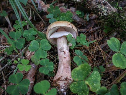 Amanita rubescens – Мухомор краснеющий (серо-розовый)