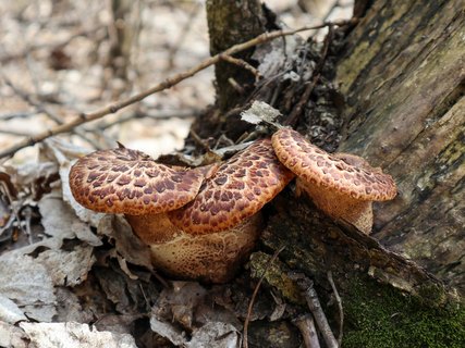 Cerioporus squamosus – Трутовик чешуйчатый (Пестрец)