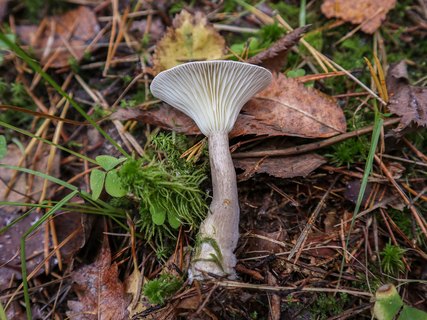 Ampullolitocybe clavipes – Говорушка булавоногая