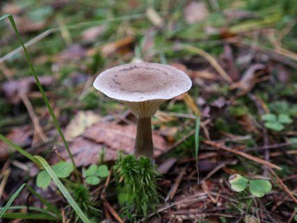 Ampullolitocybe clavipes – Говорушка булавоногая