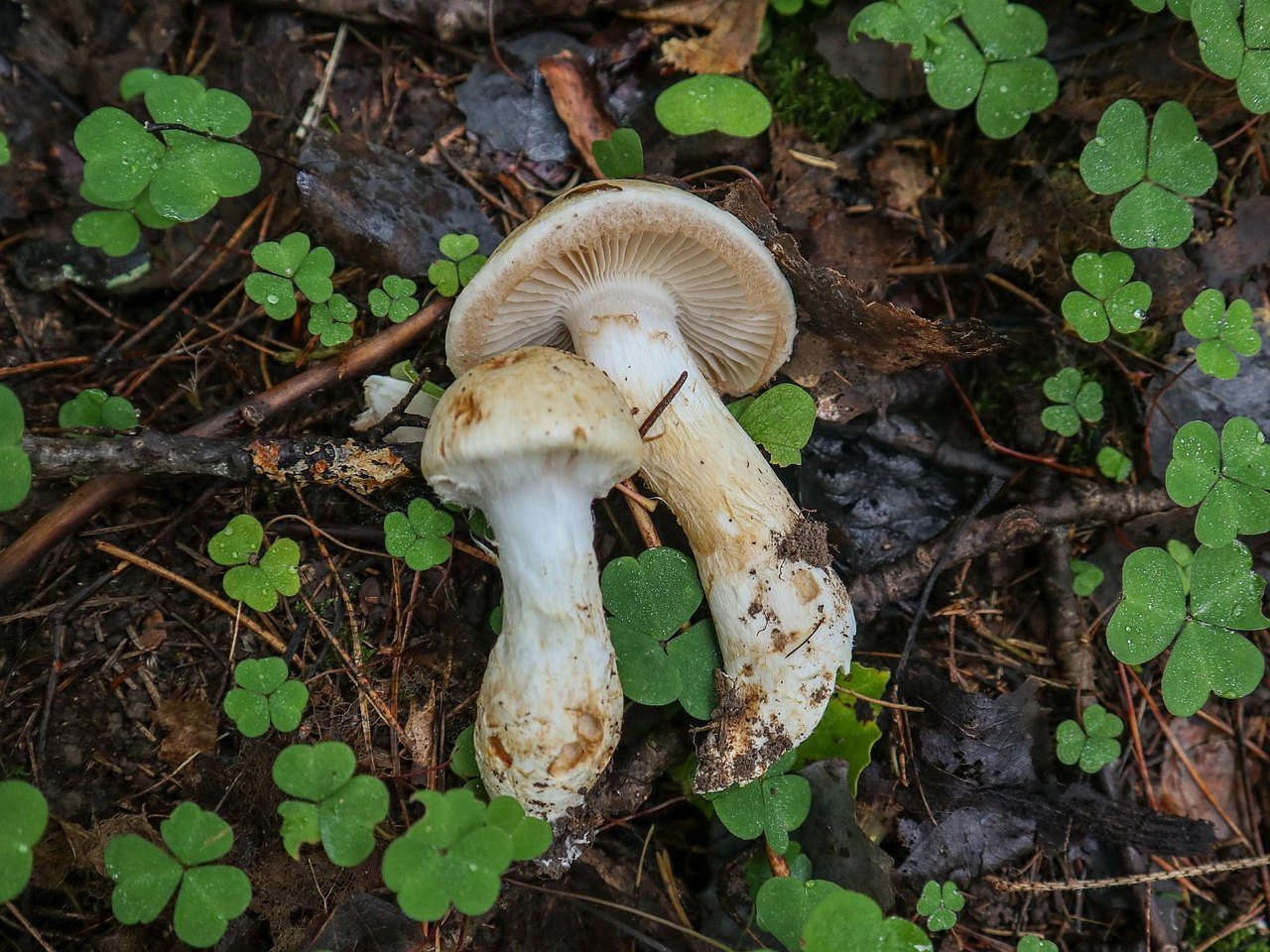 Cortinarius argutus