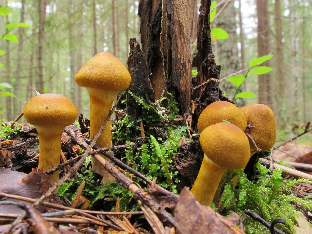 Cortinarius semisanguineus