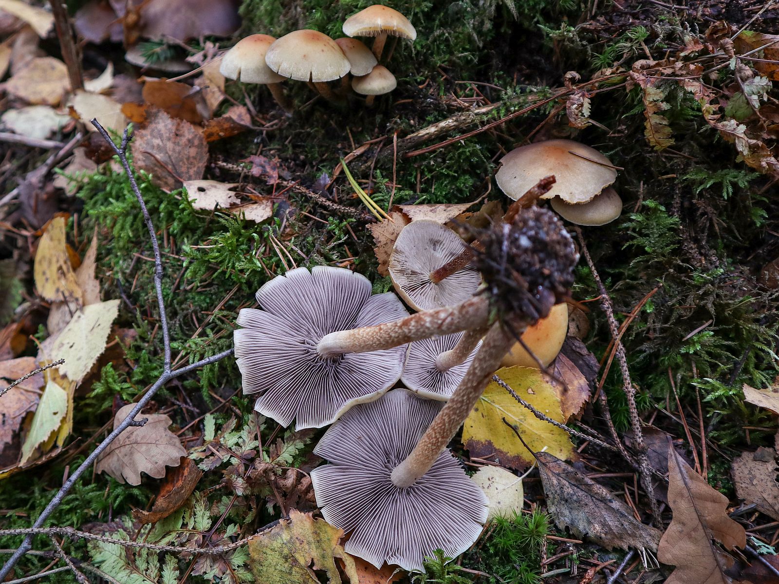 Hypholoma capnoides – Опёнок серопластинчатый (Гифолома маковая)