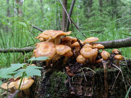 Kuehneromyces mutabilis – Летний опёнок (Кюнеромицес изменчивый)