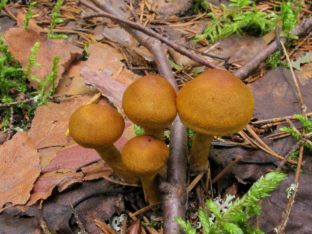 Cortinarius semisanguineus