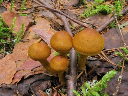 Cortinarius semisanguineus