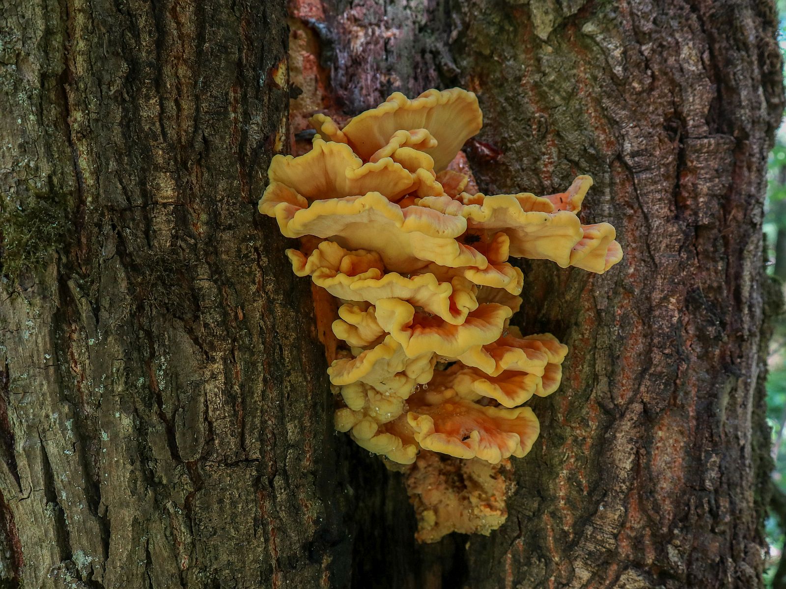 Laetiporus sulphureus