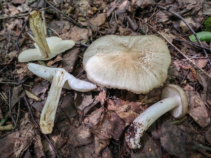 Megacollybia platyphylla – Коллибия широкопластинчатая
