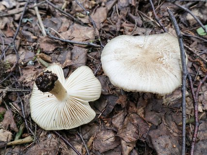 Megacollybia platyphylla – Коллибия широкопластинчатая